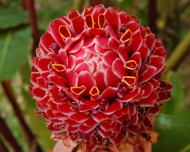 Red Torch Ginger flower in Blue Mountain
