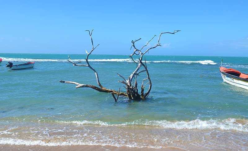 Tree in Treasure Beach Jamaica