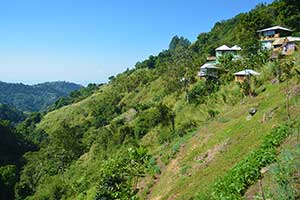 Blue Mountain hillside